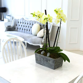 Living with flowers everyday - Newyork style Orchid  ɹ 