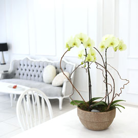 Living with flowers everyday - Newyork style Orchid ±×¸°¾ÖÇÃ