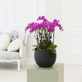 Living with flowers everyday - Newyork style Orchid ũƲ ɹ 