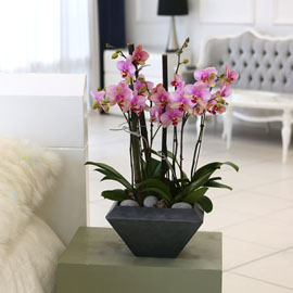 Living with flowers everyday - Newyork style Orchid ޸ ɹ 