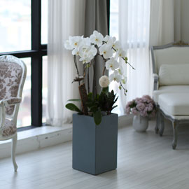 시선을 머물게 하는 식물 - 순백색 매력적인 화이트 호접란 (대) 꽃배달 꽃집