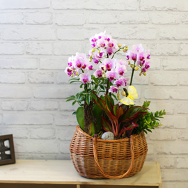 ¼¾ç¶õ ¹Ù½ºÄÏ - ¿¹»Û ÇÎũſÀÇ ¾Æ¸§´Ù¿î ²É  ¸®Æ²Àë