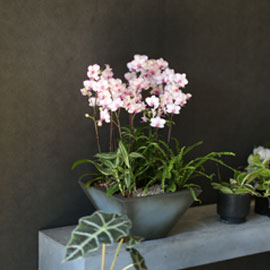 Graceful orchid flowers - 세련된핑크빛의 서양란 리틀잼 꽃배달 꽃집