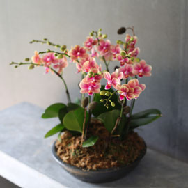 [서울,수도권] Decorating with Orchids(서양란) - 색깔이 아름다운 금나비 꽃배달 꽃집