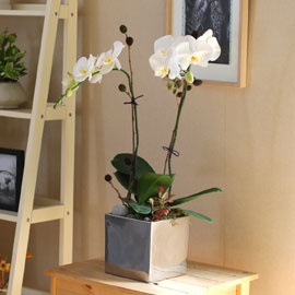 Decorating with Orchids(서양란) - 세련돈 서양란 화이트호접 꽃배달 꽃집