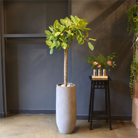 Office & nature ¹ð°¥°í¹«³ª¹« (*ȱ⠴ÜÁ¾À¸·Î ´Ù¸¥ ¸ð¾çÀ¸·Î ´ëü)