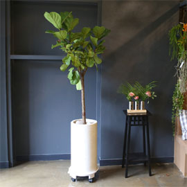 Office & nature 떡갈나무(대) 꽃배달 꽃집