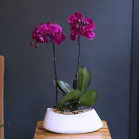 Office & nature Pink orchid **화기변경** 꽃배달 꽃집