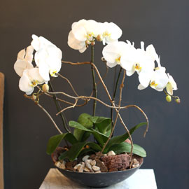 Office & nature White orchid   **ȭ⺯** ɹ 
