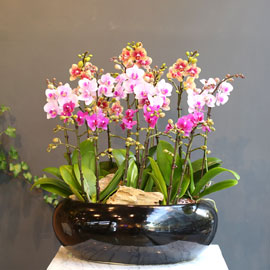 Office & nature 3 colors Orchid 꽃배달 꽃집