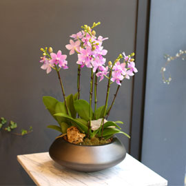 Office & nature - 청순한 비바체 (중) (대체될 수 있음) 꽃배달 꽃집