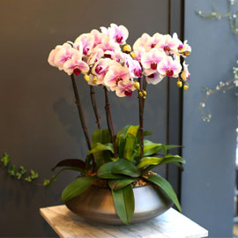 Office & nature - 세련된 칼라의 마운트립 (중) [화기변경] 꽃배달 꽃집