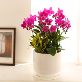 Office & Nature 진한 핑크 호접란 (서울수도권 이외의 지역에서 화분이 변경될 수 있습니다) 꽃배달 꽃집