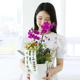 [전국]존경하는 마음 담아 - 호접란 꽃분홍색의 만천홍 (소) 꽃배달 꽃집