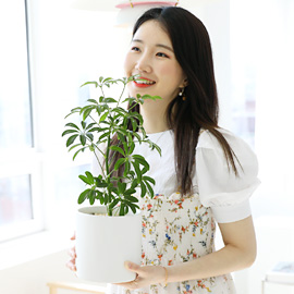 [내 책상 위의 작은 정원] - 홍콩야자 꽃배달 꽃집