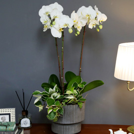 [/] White Elegant Orchid  긱Ʈ () ɹ 