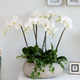 [/] White Elegant Orchid ޶ (ߴ) ɹ 