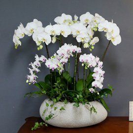 [/] White Elegant Orchid   ں ()