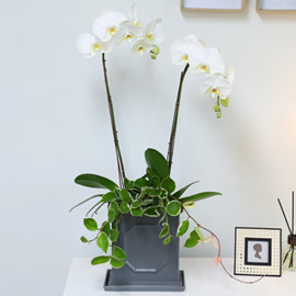 [/] White Elegant Orchid   Empire double () ɹ 