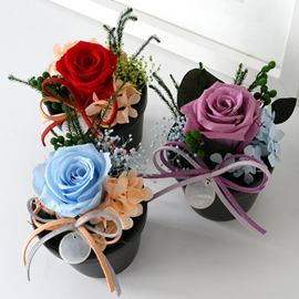 Endless Love - ����ȭ�� 3set �ɹ�� ����