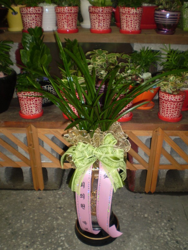 경상북도안동시 꽃배달, 경상북도안동시 꽃집, 경북 안동시 태화동 꽃집, 248-40 꽃집, 경북 안동시 태화동 꽃배달, 248-40 꽃배달 - 안동팔팔꽃화... 