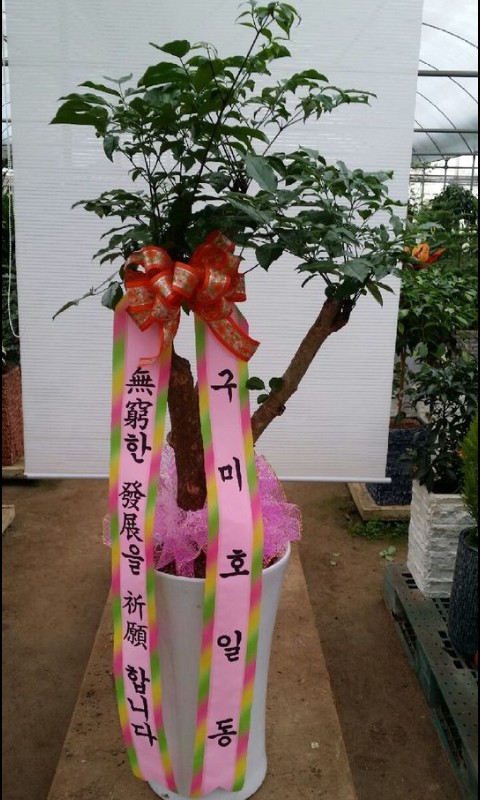 원플라워 플라워119꽃배달서비스 - 생일, 개업, 축하, 근조 꽃배달 전문 카테고리 꽃다발 , 꽃배달, 꽃선물, 전국꽃배달서비스,맞춤꽃배달,꽃... 