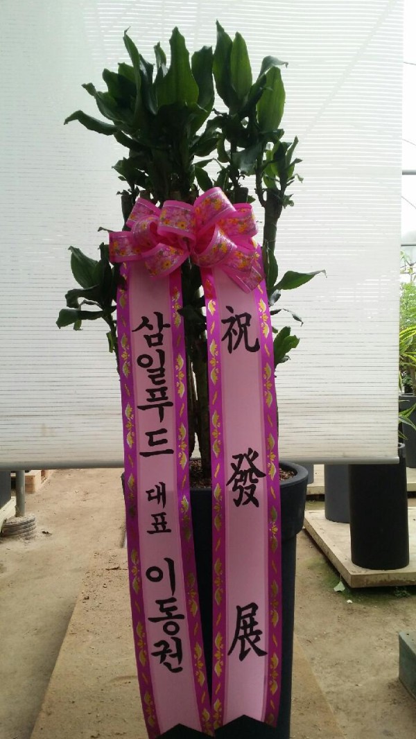 원플라워 플라워119꽃배달서비스 - 생일, 개업, 축하, 근조 꽃배달 전문 카테고리 꽃다발 , 꽃배달, 꽃선물, 전국꽃배달서비스,맞춤꽃배달,꽃... 