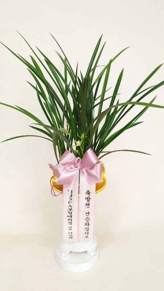 Ưó  ö(rosabellia.com) ɹ ̹