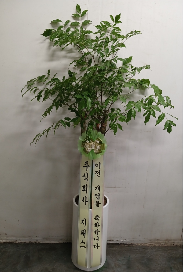 (세교동) 꽃배달 - 사계절꽃농원 플라워119꽃배달서비스 - 생일, 개업, 축하, 근조 꽃배달 전문 카테고리 꽃다발 , 꽃배달, 꽃선물... 