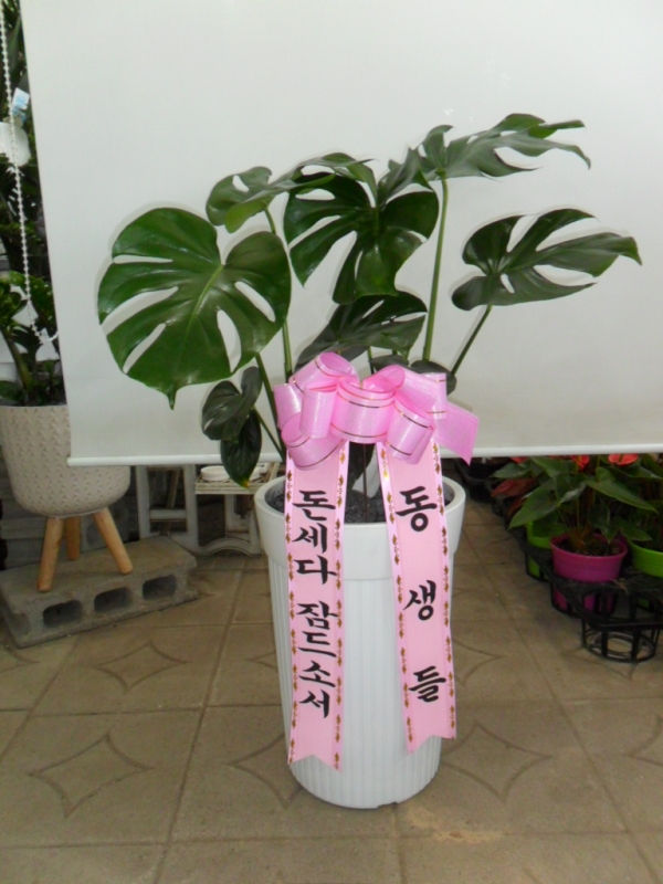 경기도화성시 꽃배달 꽃집 - 예당플라워 플라워119꽃배달서비스 - 카테고리 꽃다발 , 꽃배달, 꽃선물, 전국꽃배달서비스,맞춤꽃배달,꽃, 꽃집... 