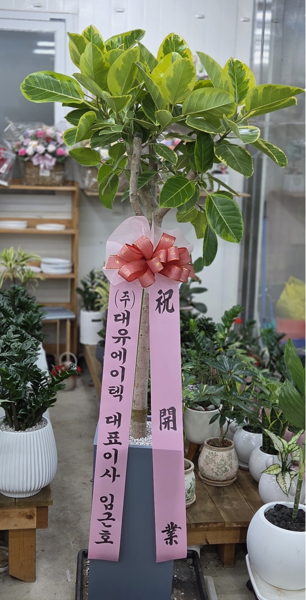 뱸úϱ  ĥɵŽ峻 켺 ɹ ̹