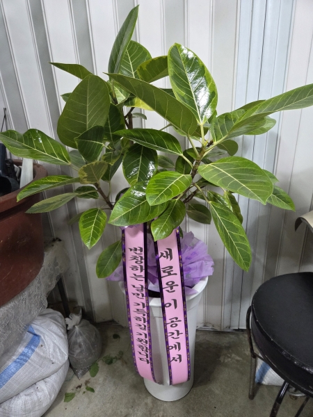 ���ϵ���õ�� ���� �ѱ���ȭ�� �ɹ�� �̹���