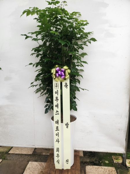 ��û�����ƻ�� ���� ���γ�� �ɹ�� �̹���