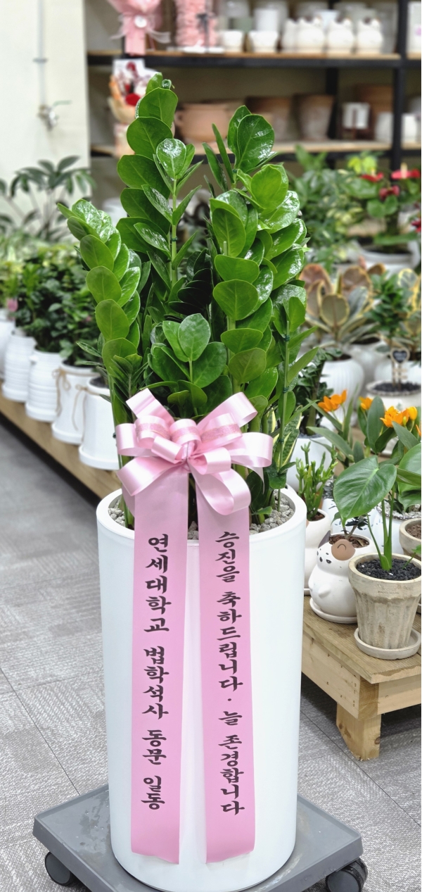 �뱸�����úϱ� ���� ĥ���ɵ��Ž��峻 �켺���� �ɹ�� �̹���