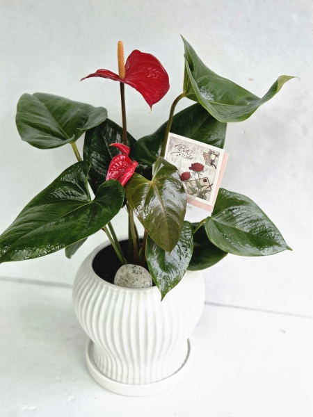 �뱸�����úϱ� ���� ĥ���ɵ��Ž��峻 �켺���� �ɹ�� �̹���