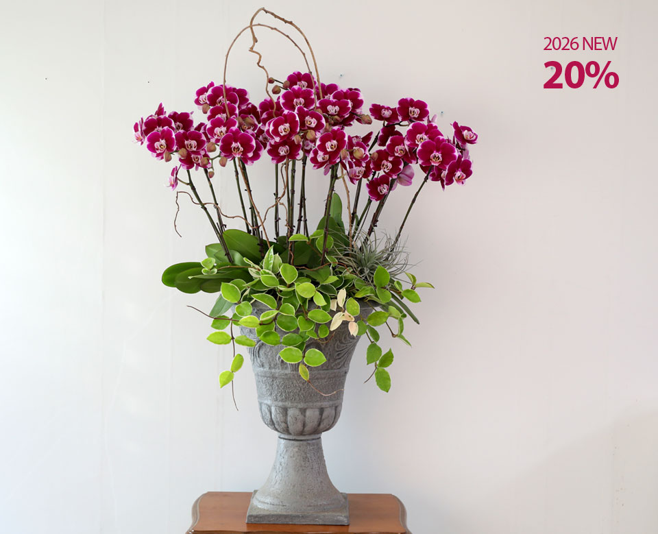  �ɹ�� ����