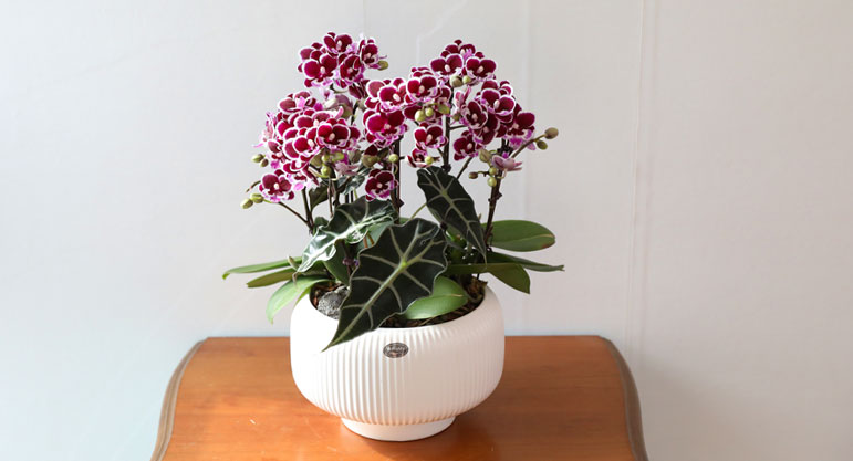 ������ �̽� - ������ ��