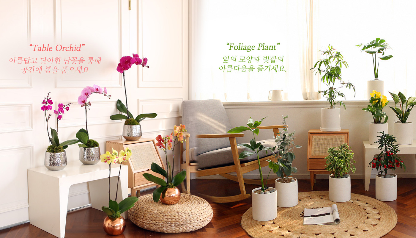 초록 관엽식물 꽃배달, 꽃선물, 전국꽃배달서비스,맞춤꽃배달,꽃... 화환, 근조화환, 축하화환, 쥬얼리, 케잌, 샴페인, 화병, 포도주, 와인, 결혼... 