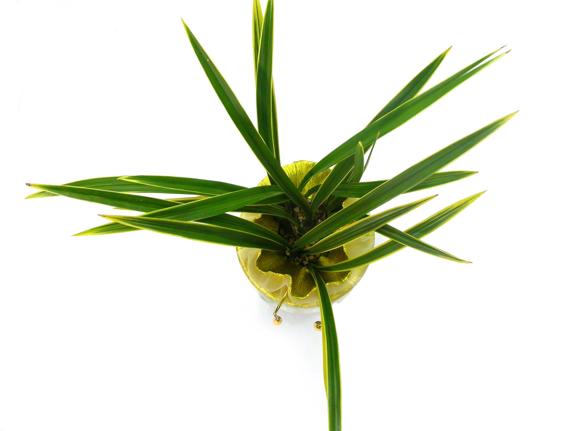 Ȳ·æ±Ý ²ÉÁý ²É¹è´Þ