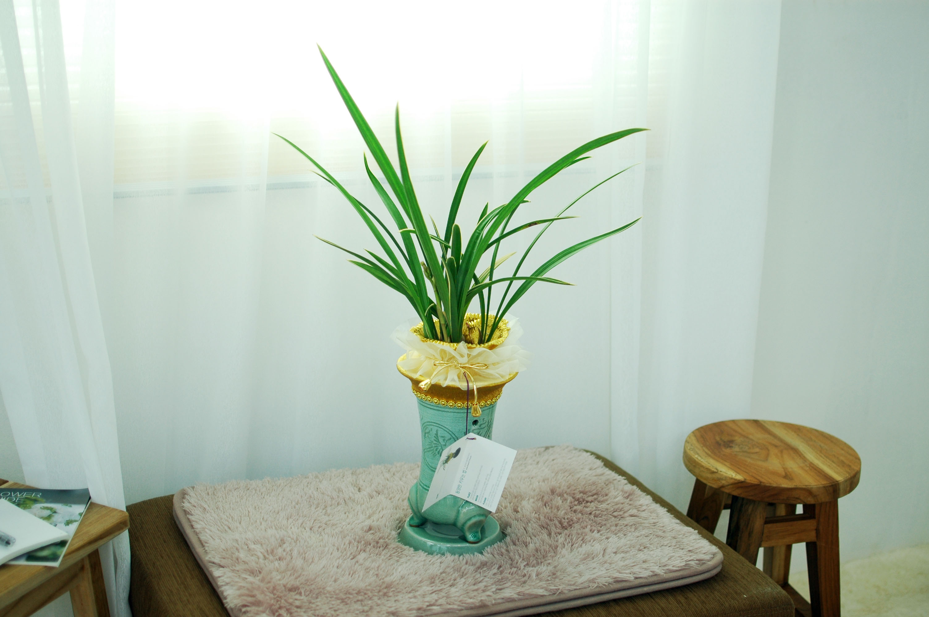 ûÀںп¡ ½ÉÀº ¿ÁÈ ²ÉÁý ²É¹è´Þ