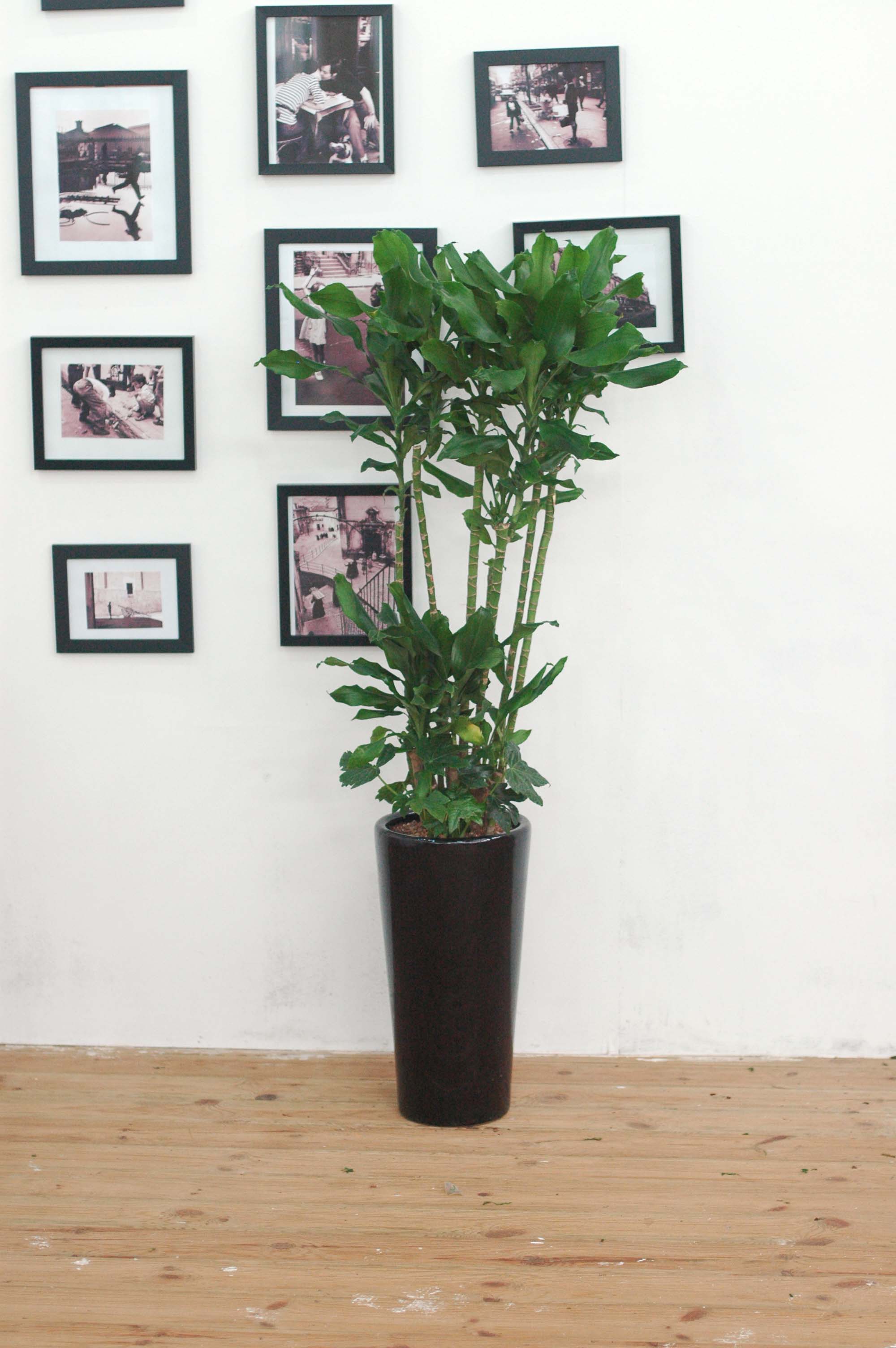 Ȳ±ÝÁ× Áß´ëÇü ²ÉÁý ²É¹è´Þ