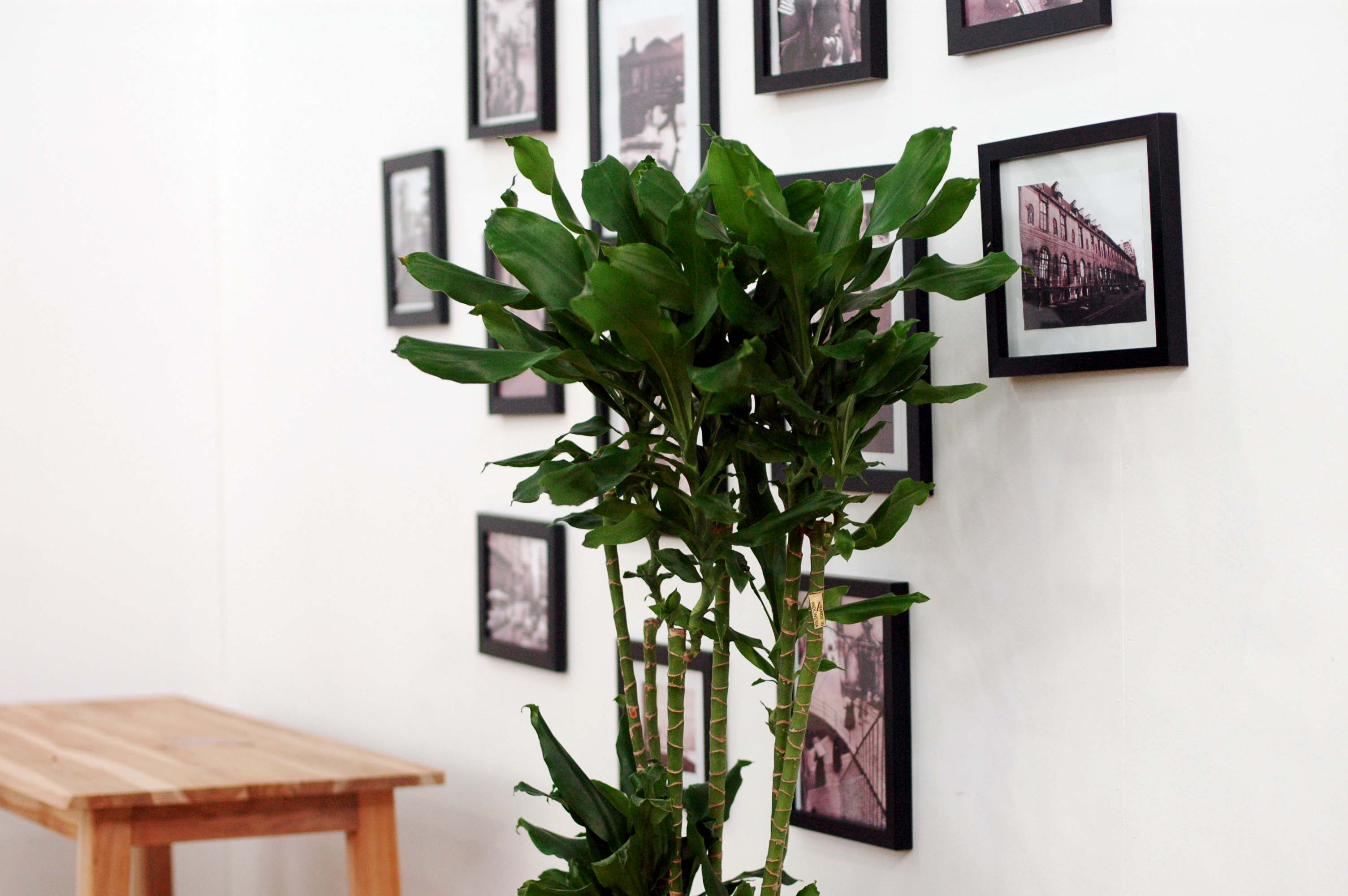 Ȳ±ÝÁ× Áß´ëÇü ²ÉÁý ²É¹è´Þ