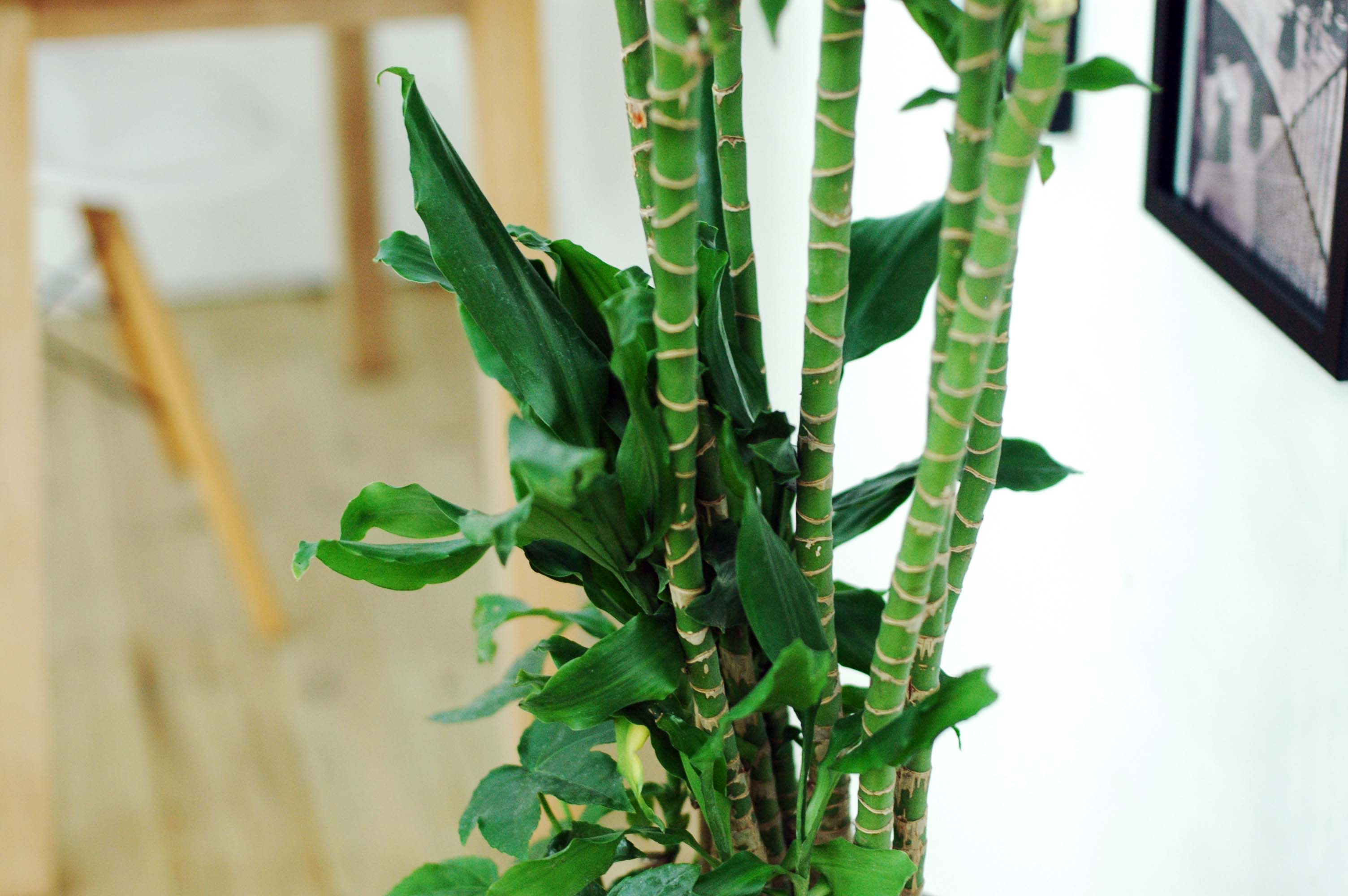 Ȳ±ÝÁ× Áß´ëÇü ²ÉÁý ²É¹è´Þ