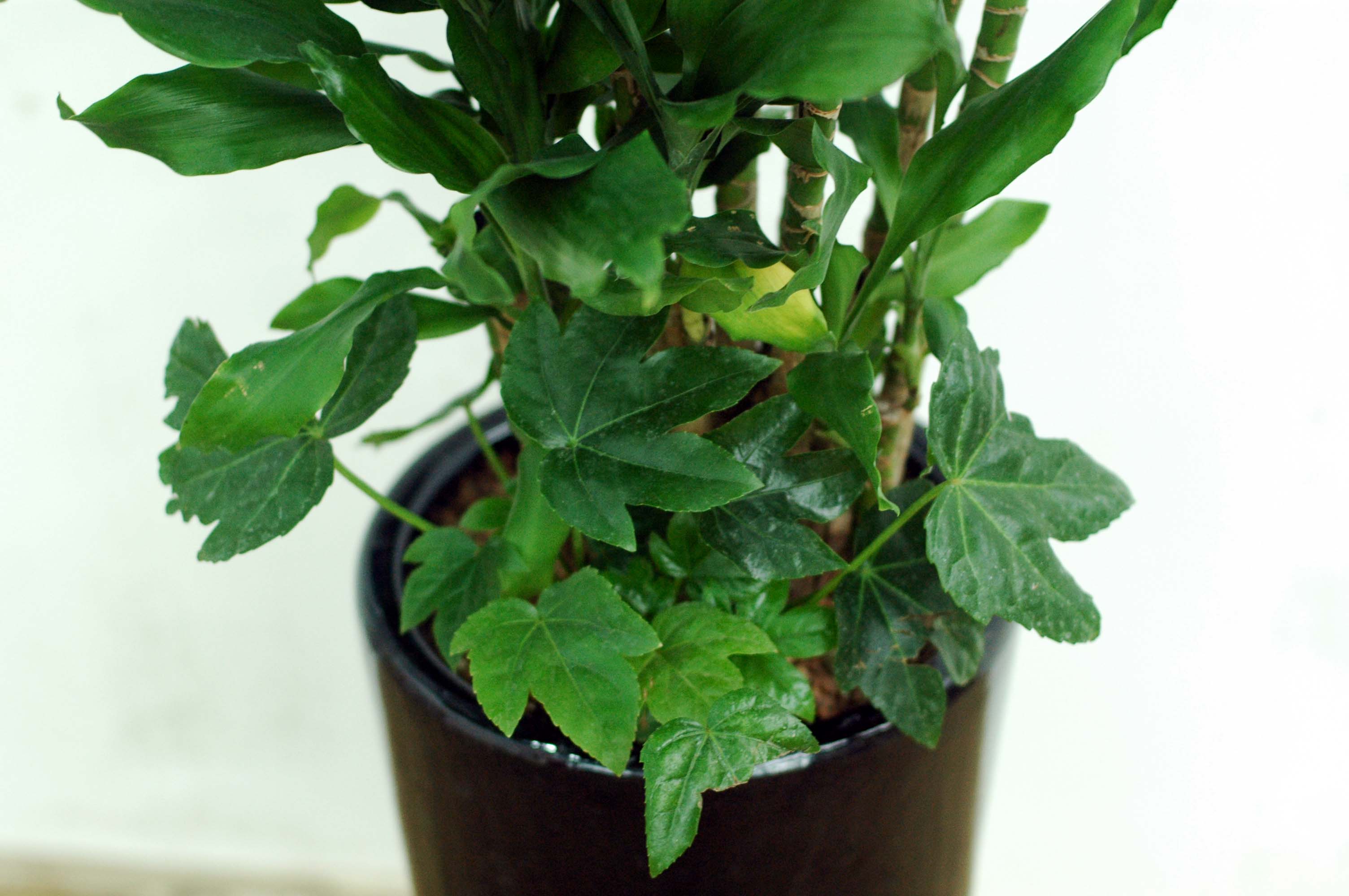 Ȳ±ÝÁ× Áß´ëÇü ²ÉÁý ²É¹è´Þ