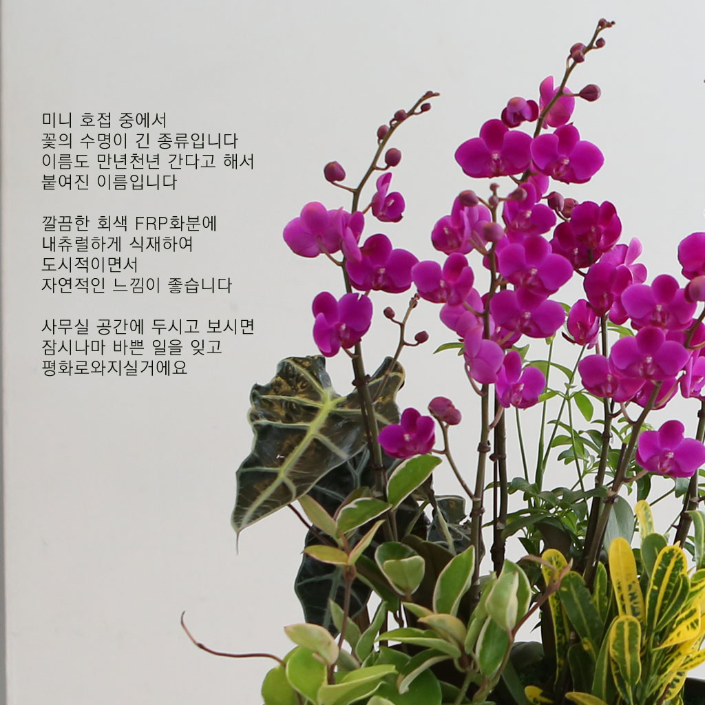 []Ƹٿ ִ  -  ȭ õȫ () (ȭ⺯)