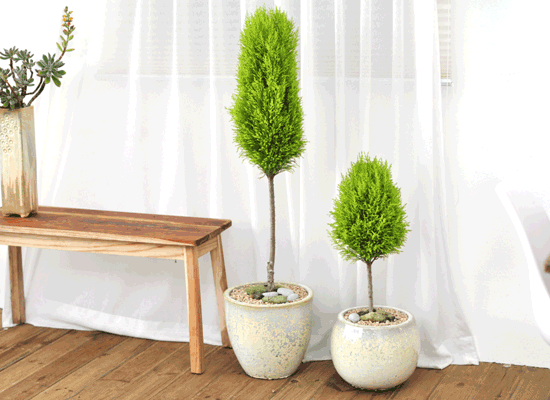 °ø°£¿¡ ¸ÚÀ» »ì·ÁÁÖ´Â - À²¸¶ Set ²ÉÁý ²É¹è´Þ