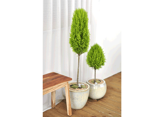 °ø°£¿¡ ¸ÚÀ» »ì·ÁÁÖ´Â - À²¸¶ Set ²ÉÁý ²É¹è´Þ