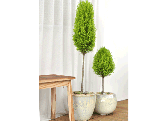 °ø°£¿¡ ¸ÚÀ» »ì·ÁÁÖ´Â - À²¸¶ Set ²ÉÁý ²É¹è´Þ