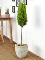 °ø°£¿¡ ¸ÚÀ» »ì·ÁÁÖ´Â - À²¸¶(´ë) ²ÉÁý ²É¹è´Þ