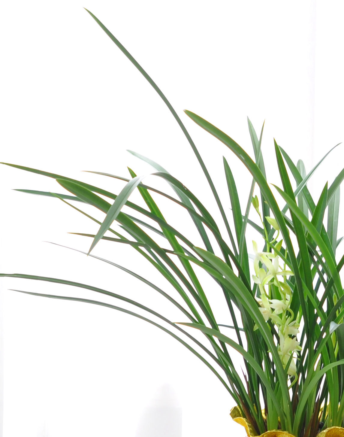 [λ̵ õ] Ͼ Ǿ ο   ɹ